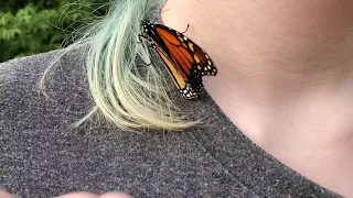 Release of 13 Monarch butterflies 8/11/2021