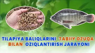 Tilyapiya baliqlarini noan'anaviy tabiiy ozuqa bilan oziqlantirish