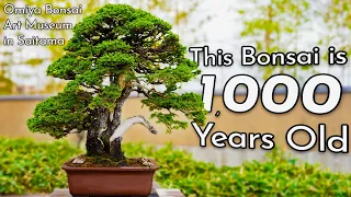 The World of Bonsai: A Look into Art Made from Living Things