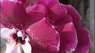 Цвітіння моїх орхідей в КВІТНІ🥰Неймовірні красуні які квітнуть вперше в моїй колекції 🌼