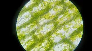 Plasmaströmung in Pflanzenzellen der Wasserpest (Echtzeit und Zeitraffer)