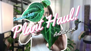 Summer 2021 Plant Haul | Part II: Anthurium