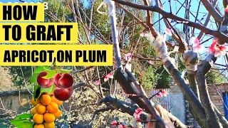 Grafting apricot and plum | apricot Grafting | graft apricot tree