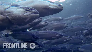 Norway's Salmon Farming Crisis | The Fish on My Plate | FRONTLINE