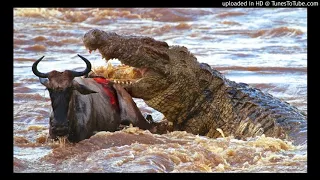 Massive Alligator VS 1-Ton Buffalo - EPIC FOOTAGE!!!