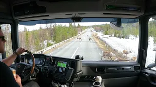 Close encounter with a herd of reindeer