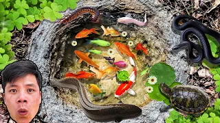 Most Amazing Catch Catfish in Tiny Pond, Exotic Fish, Ornamental Fish, PingPong Pearlscale, Goldfish