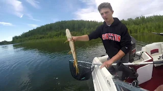 Alberta Northern Pike and Walleye