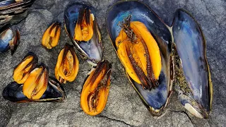 Foraging for Mussels w/ Size and Taste Comparison