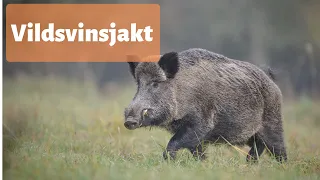 Wild boar hunting in Sweden part 1 - The best of Swedish hunting 2019