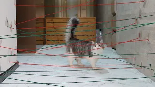 Cat and Dog vs Obstacle