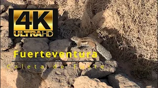 4K Fuerteventura Caleta de Fuste