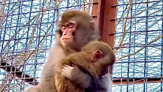 Вы такого НИКОГДА НЕ ВИДЕЛИ! Новая мама обезьянки Майечки ее УКАЧИВАЕТ!