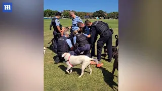 Controversial dog walker is tackled by police in a dog park