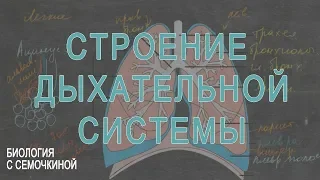 Дыхательная система человека