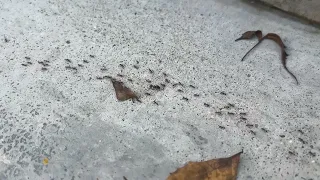 Asian marauder ant (Carebara diversa) marching