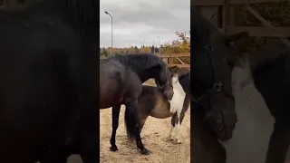 Projeto Misturando Cavalo Pônei Burro