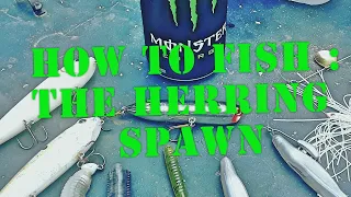 How To Fish The Herring Spawn