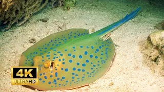 Aquarium Stingray Fish 4k Amazing Sea Creatures