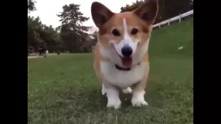 Dog doing running man challenge