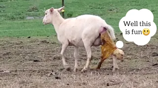 Sheep giving birth!🐑🐑 (Lambs galore!)