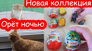 VLOG Не даёт спокойно жить. Приходит по ночам. Ругаю Костю