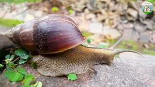 Happy Animal Moment, Familiar Animal Sounds: Baby Squirrel, Duckling, Goat, Donkey - Animal Paradise