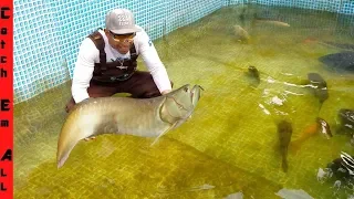 RARE AROWANA FISH is BACK in POOL!