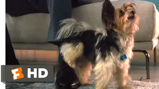 A Dog's Journey (2019) - Being a Bad Dog Scene (5/10) | Movieclips