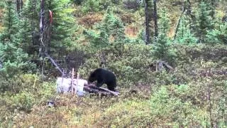 chasse a l'ours Zone 29 2012 passe dangereuse