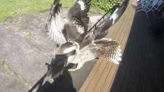 Kookaburra slow motion race