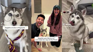 Try Not To Laugh Watching Sapphie The Pomsky | Funny Dog by Let`s Laugh✔