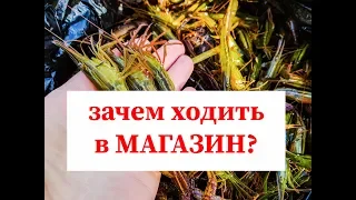 Как ловить Чилимов? Первый опыт ловли креветки на Сахалине. ловлю морскую креветку. Sakhalin