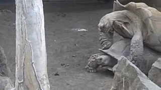 Turtles get caught having sex at San Diego zoo