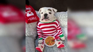 Adorable Bull dog In Pyjamas Waits For Santa