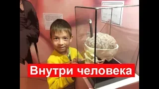 Музей внутри человека на ВДНХ.  Куда сходить с ребенком в Москве