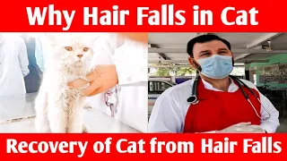 Why Hair Falls in Cat | Recovery of Cat from Hair Falls