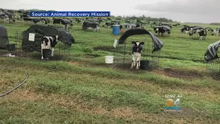 Dairy Owner Says He's Taken Action After Cattle Abuse Video Surfaces