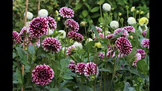 Dahlias in the garden - Dahlia Garden Tour 2022 - Dahlia Patch