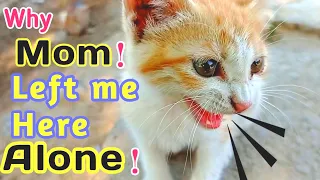 Rescue a Homeless Kitten near a Rood Asked me For Help - His Mother her Left Alone