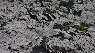 Indonesia villages covered in ashes after volcanic eruption | AFP