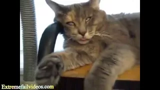 Most Funny Cat Videos December 2013