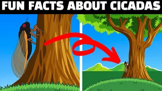How Long Does a Cicada Live Underground? (Short Devotional)