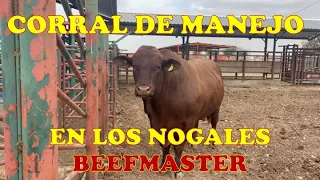 CORRAL DE MANEJO EN LOS NOGALES BEEFMASTER. BEEFMASTER SUPREMO EPISODIO 29