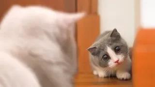 New Kitten Meets Cats For The First Time