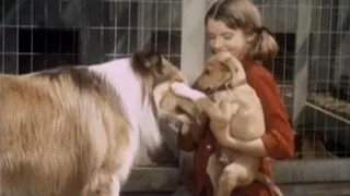 Lassie - Episode #393 -  "Little Dog Lost" - Season 12, Ep.8   - 10/31/1965