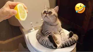 Funny Videos 2024 🤣 Cutest Cats Videos 2024 😘☺️