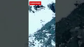 Leopard  falls off a cliff while chasing its prey