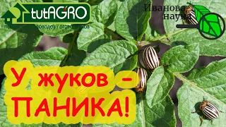 БЕСПЛАТНОЕ СУПЕРСРЕДСВО ОТ КОЛОРАДСКОГО ЖУКА, КЛОПА и других вредителей! Эффект удивит и опытных!