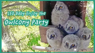 Owlcony Party🎈Baby Owls Enjoy the New Playground before branch😍 | Long-eared Owls 05/2023